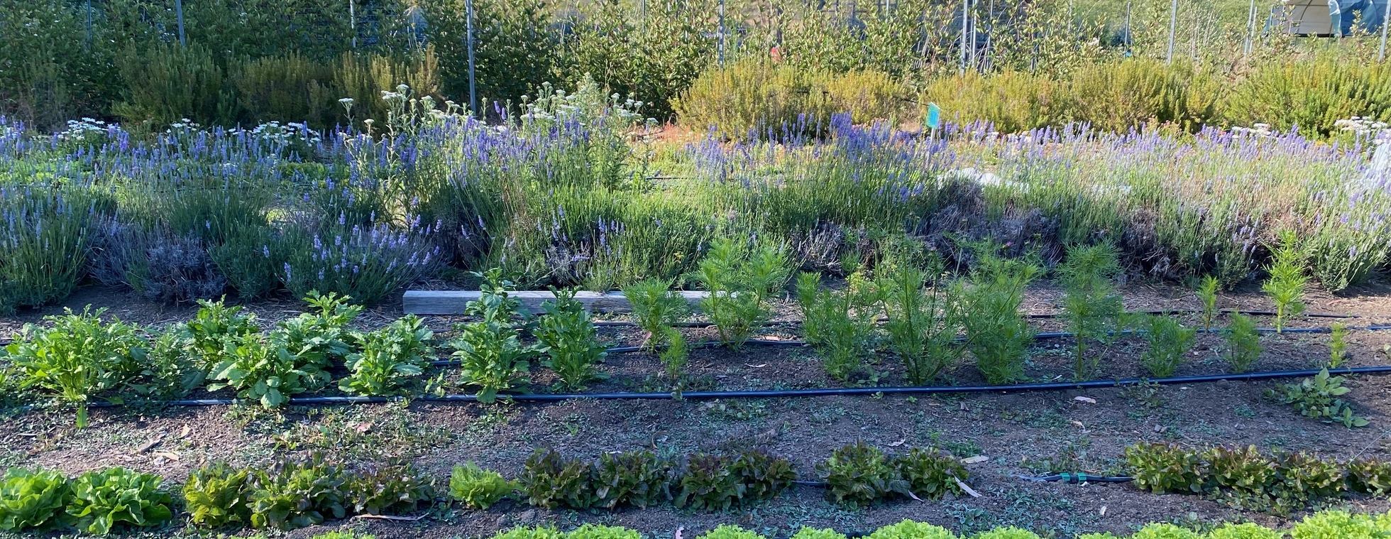 Pizza Party 3: Sunday August 3 (Dinner)